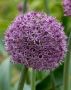 MISCELLANEOUS ALLIUM ‘PINBALL WIZARD‘ 20/+ CM. (15 LOOSE P.BINBOX)