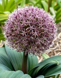 MISCELLANEOUS ALLIUM ‘RED GIANT‘ 14/16 CM. (100 LOOSE P.BINBOX)