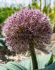 MISCELLANEOUS ALLIUM RED GIANT 1416 CM. 100 LOOSE P.BINBOX