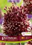 MISCELLANEOUS ALLIUM ‘RED MOHICAN‘ 10/+ CM. (15 QUALITY PKGS.X 5)