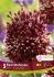 MISCELLANEOUS ALLIUM RED MOHICAN 10 CM. 15 QUALITY PKGS.X 5