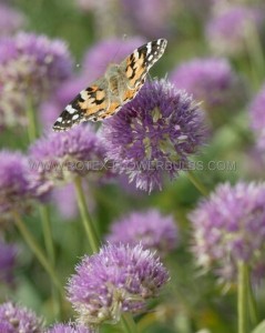 MISCELLANEOUS ALLIUM ‘ROSY DREAM‘ 6/+ CM. (15 QUALITY PKGS.X 5)