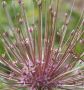 MISCELLANEOUS ALLIUM ‘SCHUBERTII‘ 12/+ CM. (50 LOOSE P.BINBOX)