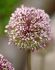 MISCELLANEOUS ALLIUM SUMMER DRUMMER 12 CM. 100 LOOSE P.BINBOX