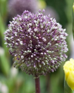 MISCELLANEOUS ALLIUM ‘SUMMER DRUMMER‘ 12/+ CM. (100 LOOSE P.BINBOX)