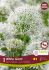 MISCELLANEOUS ALLIUM WHITE GIANT 2022 CM. 15 QUALITY PKGS.X 1