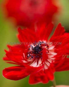 MISCELLANEOUS ANEMONE CORONARIA DOUBLE ‘GOVERNOR‘ 8/9 CM. (100 LOOSE P.BINBOX)