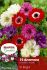 MISCELLANEOUS ANEMONE CORONARIA DOUBLE ST.BRIGID MIX 78 CM. 15 QUALITY PKGS.X 15