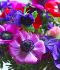 MISCELLANEOUS ANEMONE CORONARIA DOUBLE ST.BRIGID MIX 8 CM. 100 LOOSE P.BINBOX