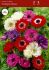 MISCELLANEOUS ANEMONE CORONARIA DOUBLE ST.BRIGID MIX 8 CM. 100 LOOSE P.BINBOX