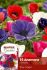 MISCELLANEOUS ANEMONE CORONARIA SINGLE DE CAEN MIX 78 CM. 15 QUALITY PKGS.X 15