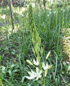 MISCELLANEOUS CAMASSIA LEICHTLINII ‘ALBA‘ 14/+ CM. (15 QUALITY PKGS.X 3)