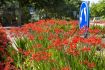 CROCOSMIA MONTBRETIA XCROCOSMIIFLORA LUCIFER 1012 CM. 75 P.BAG