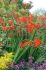 CROCOSMIA MONTBRETIA XCROCOSMIIFLORA LUCIFER 1012 CM. 75 P.BAG