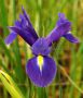 MISCELLANEOUS DUTCH IRIS ‘EYE OF THE TIGER‘ 8/9 CM. (15 QUALITY PKGS.X 10)