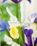 MISCELLANEOUS DUTCH IRIS ‘MIX‘ 8/9 CM. (15 QUALITY PKGS.X 10)