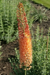 EREMURUS (FOXTAIL LILY) STENOPHYLLUS ‘CLEOPATRA‘ I (25 P.BAG)