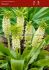 MISCELLANEOUS EUCOMIS PINEAPPLE LILY BICOLOR 1618 CM. 25 LOOSE P.BINBOX