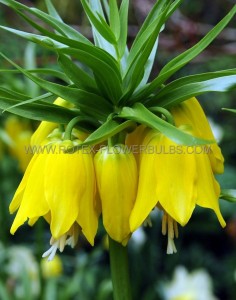 MISCELLANEOUS FRITILLARIA ‘EARLY SENSATION‘ 16/18 CM. (15 LOOSE P.BINBOX)