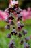 MISCELLANEOUS FRITILLARIA PERSICA 2022 CM. 15 LOOSE P.BINBOX