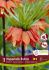 MISCELLANEOUS FRITILLARIA RUBRA 2022 CM. 10 QUALITY PKGS.X 1