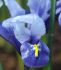 MISCELLANEOUS IRIS MINIATURE RETICULATA 67 CM. 250 LOOSE P.BINBOX