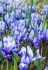 MISCELLANEOUS IRIS MINIATURE RETICULATA 67 CM. 250 LOOSE P.BINBOX