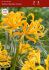 MISCELLANEOUS LYCORIS AUREA GOLDEN SPIDER LILY 1012 CM. 25 LOOSE P.BINBOX