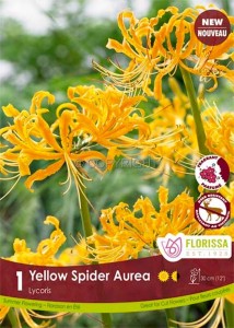 MISCELLANEOUS LYCORIS AUREA GOLDEN SPIDER LILY I (10 QUALITY PKGS.X 1)