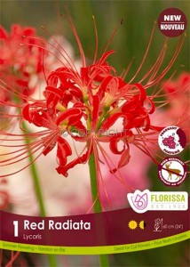 MISCELLANEOUS LYCORIS RADIATA RED SPIDER LILY I (10 QUALITY PKGS.X 1)