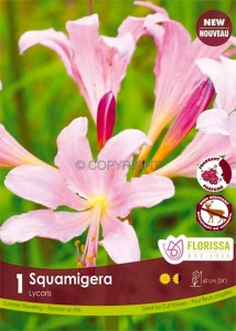 MISCELLANEOUS LYCORIS SQUAMIGERA RESURRECTION LILY I (10 QUALITY PKGS.X 1)