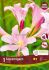 MISCELLANEOUS LYCORIS SQUAMIGERA RESURRECTION LILY I 10 QUALITY PKGS.X 1