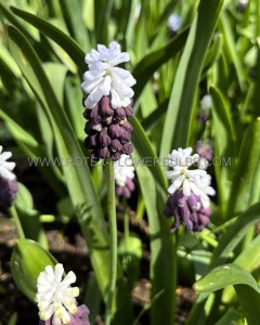 MISCELLANEOUS MUSCARI LATIFOLIUM ‘GRAPE ICE‘ 7/8 CM. (250 LOOSE P.BINBOX)