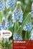 MISCELLANEOUS MUSCARI OCEAN MAGIC 78 CM. 15 QUALITY PKGS.X 10