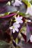 MISCELLANEOUS OXALIS TRIANGULARIS I 250 P.BAG