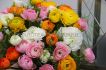 MISCELLANEOUS RANUNCULUS MIX 67 CM. 20 QUALITY PKGS.X 10