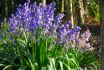 MISCELLANEOUS SCILLA HYACINTHOIDES HISPANICA BLUE 810 CM. 15 QUALITY PKGS.X 10