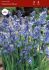 MISCELLANEOUS SCILLA HYACINTHOIDES HISPANICA BLUE 810 CM. 15 QUALITY PKGS.X 10