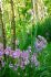 MISCELLANEOUS SCILLA HYACINTHOIDES HISPANICA PINK 810 CM. 15 QUALITY PKGS.X 10