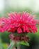 MONARDA BEE BALM HYBRID BEE-HAPPY I 25 P.BAG