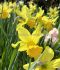 NARCISSUS BOTANICAL FEBRUARY GOLD 12 CM. 100 LOOSE P.BINBOX