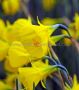 NARCISSUS BOTANICAL ‘GOLDEN BELLS‘ 7/8 CM. (100 LOOSE P.BINBOX)