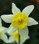 NARCISSUS BOTANICAL ‘GOLDEN ECHO‘ 10/12 CM. (100 LOOSE P.BINBOX)