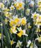 NARCISSUS BOTANICAL GOLDEN ECHO 1012 CM. 15 QUALITY PKGS.X 5