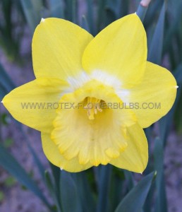 NARCISSUS BOTANICAL ‘HILLSTAR‘ 12/+ CM. (100 LOOSE P.BINBOX)