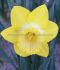 NARCISSUS BOTANICAL HILLSTAR 12 CM. 100 LOOSE P.BINBOX