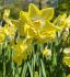 NARCISSUS BOTANICAL HILLSTAR 12 CM. 15 QUALITY PKGS.X 5