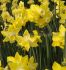 NARCISSUS BOTANICAL HILLSTAR 12 CM. 15 QUALITY PKGS.X 5