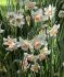 NARCISSUS BOTANICAL KAPITI PEACH 1012 CM. 100 LOOSE P.BINBOX