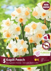 NARCISSUS BOTANICAL ‘KAPITI PEACH‘ 12/14 CM. (10 QUALITY PKGS.X 5)